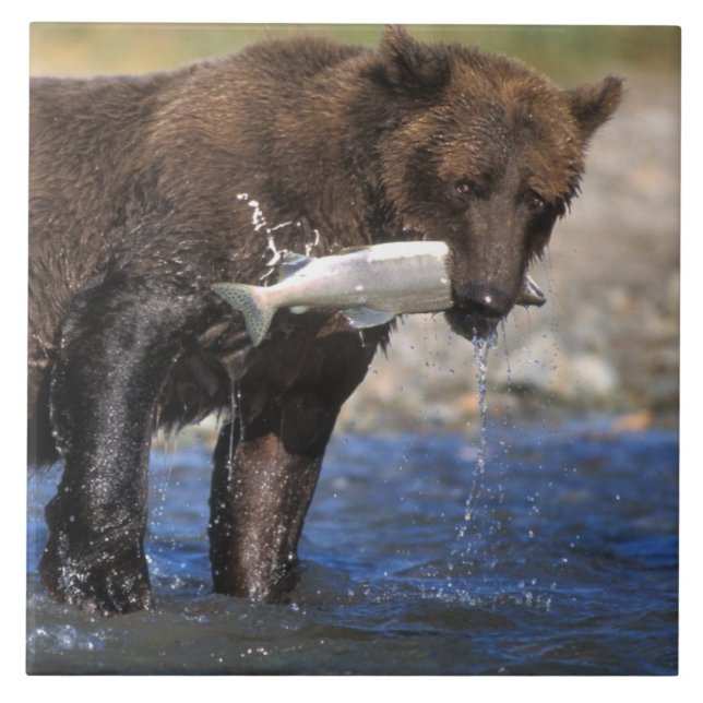 Carreau Ours brun, grizzly, avec prise de saumon, (Devant)