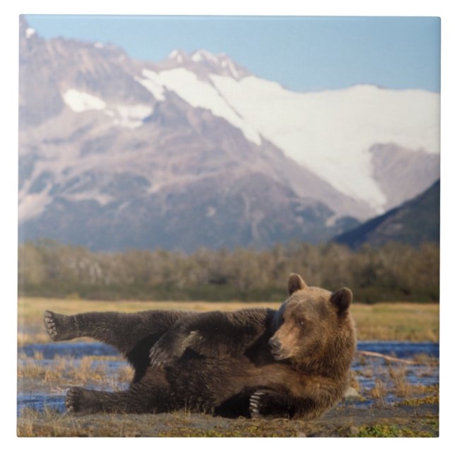 Carreau Ours brun, grizzly ours qui s'étire sur le dos (Devant)
