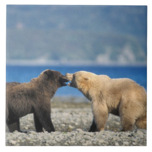 Carreau Ours brun, ours grizzly, jouer sur la plage,