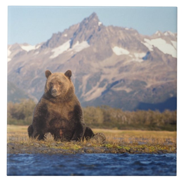 Carreau ours brun, Ursus arctos, grizzly, Ursus (Devant)