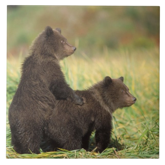 Carreau ours brun, Ursus arctos, grizzly, Ursus 2 (Devant)