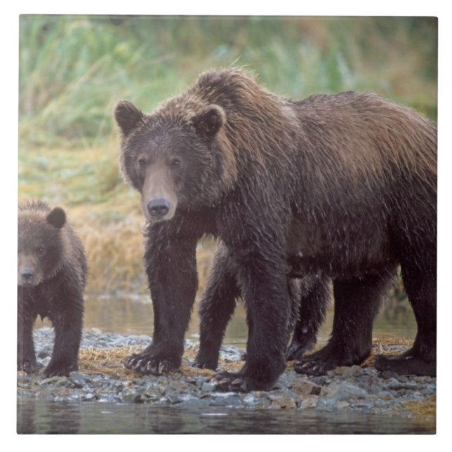 Carreau ours brun, Ursus arctos, grizzly, Ursus 3 (Devant)