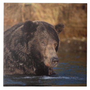 Carreau ours brun, Ursus arctos, grizzly, Ursus 5