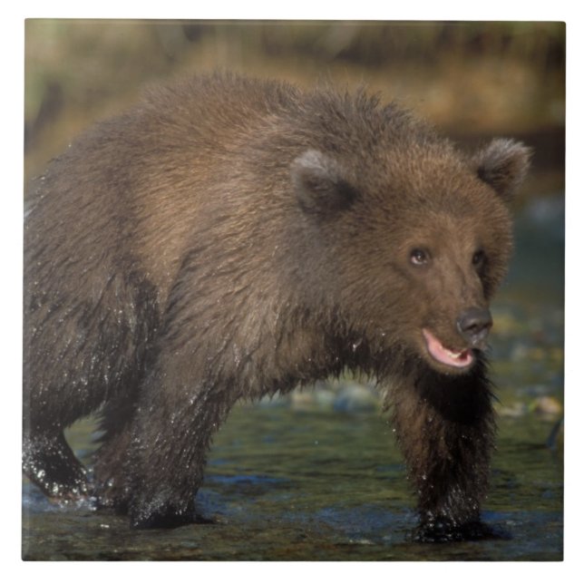 Carreau ours brun, Ursus arctos, grizzly, Ursus 6 (Devant)