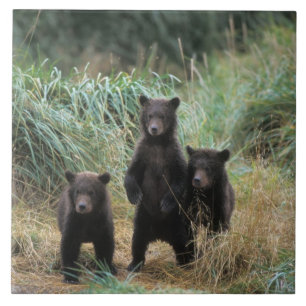 Carreau ours brun, Ursus arctos, grizzly, Ursus 7