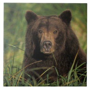 Carreau ours brun, Ursus arctos, grizzly, Ursus 9