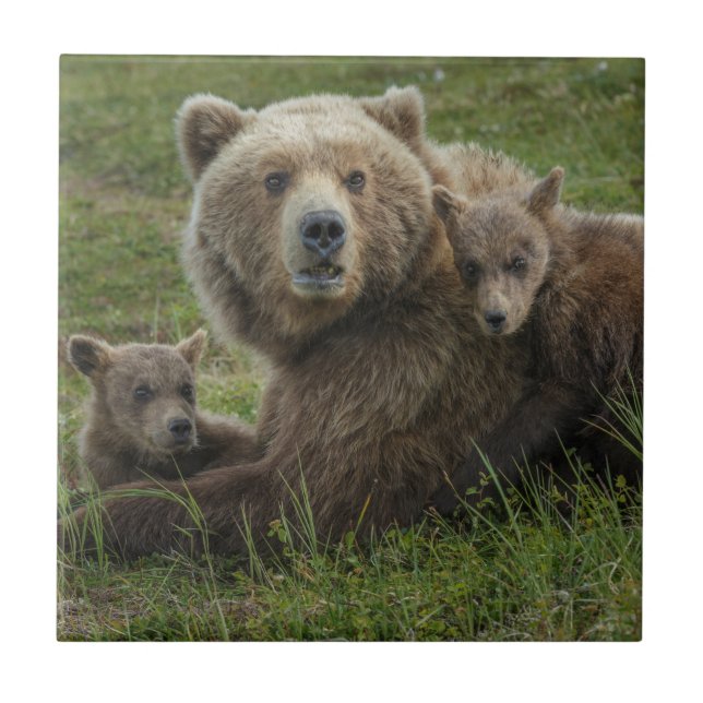 Carreau Ours bruns oursons câlinant leur mère (Devant)
