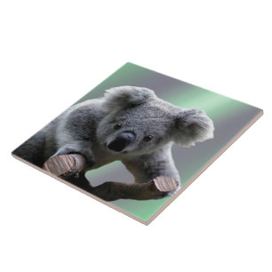 Carreau Ours de koala