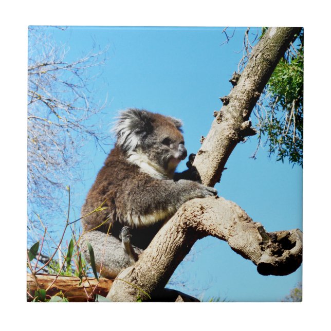 Carreau Ours De Koala Dans L'Ancien Pin, (Devant)