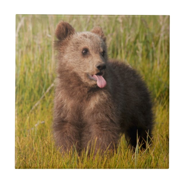 Carreau Ours drôle de bébé des images | de Getty (Devant)