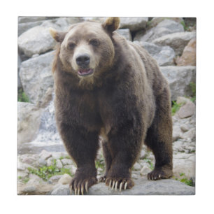 Carreau Ours Kodiak
