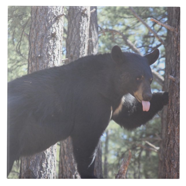 Carreau Ours noir (Devant)