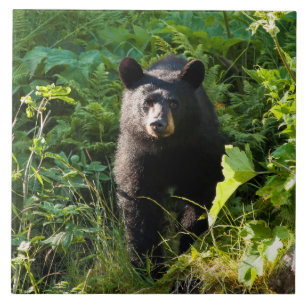 Carreau Ours noir curieux