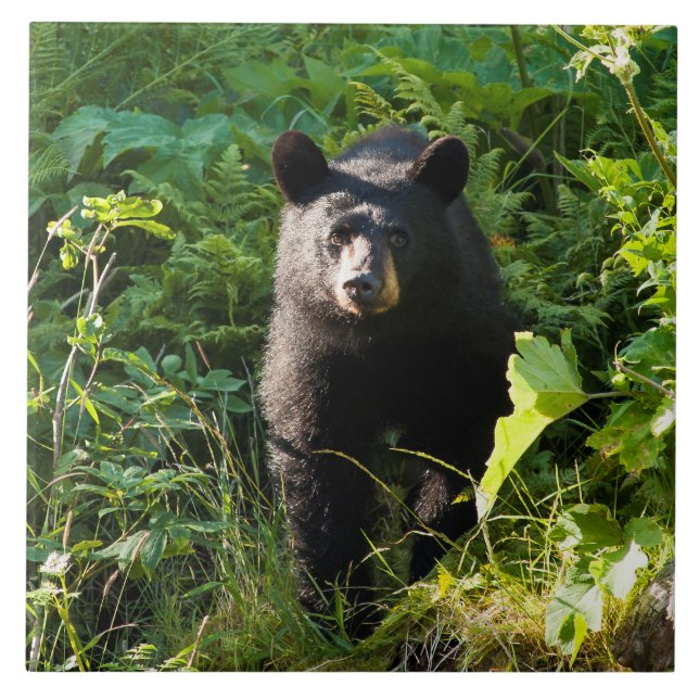 Carreau Ours noir curieux (Devant)