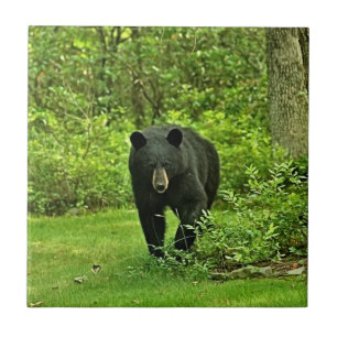 Carreau Ours noir de jardin