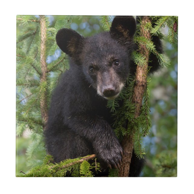 Carreau Ours noir jeune jouant dans les arbres (Devant)