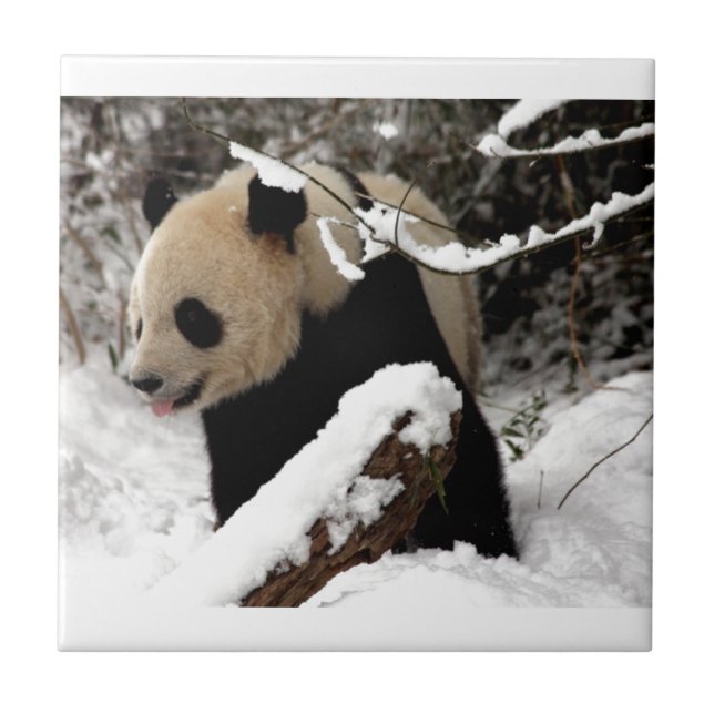 Carreau Ours Panda (Devant)