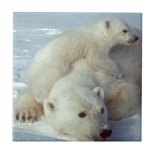 Carreau Ours polaire (Devant)