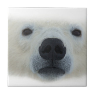 Carreau Ours polaire