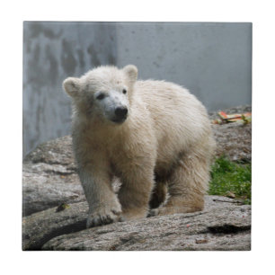 Carreau Ours polaire 010
