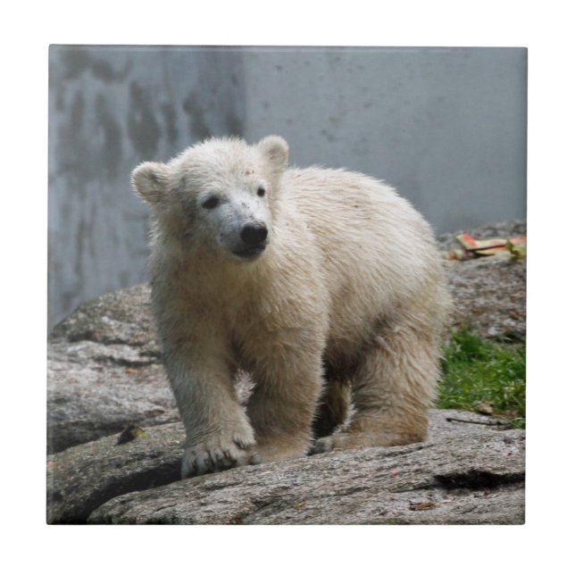 Carreau Ours polaire 010 (Devant)