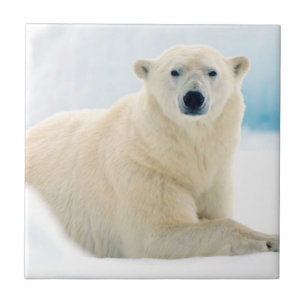 Carreau Ours polaire adulte grand verrat sur la glace d'ét