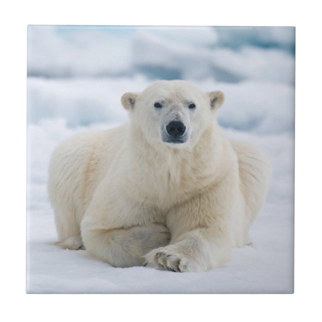 Carreau Ours polaire adulte sur la glace du pack d'été (Devant)
