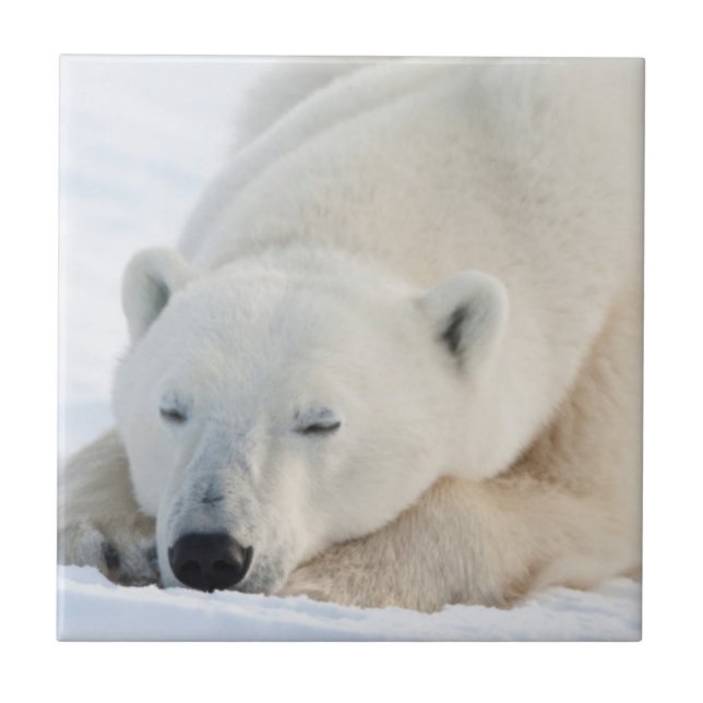 Carreau Ours polaire en hiver (Devant)