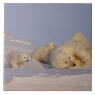Carreau ours polaire, Ursus maritimus, femelle jouant