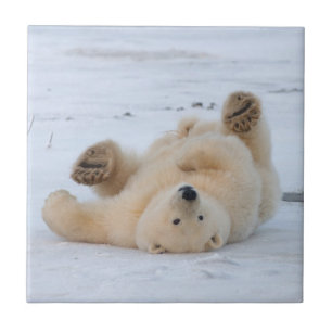 Carreau ours polaire, Ursus maritimus, ourson roulant 3