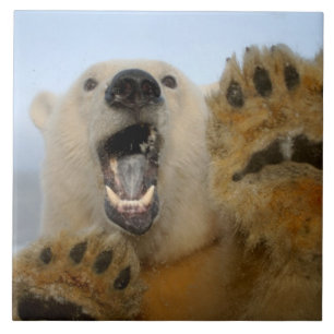Carreau ours polaire, Ursus maritimus, regarde curieusemen