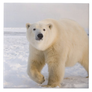 Carreau ours polaire, Ursus maritimus, sur glace et neige,
