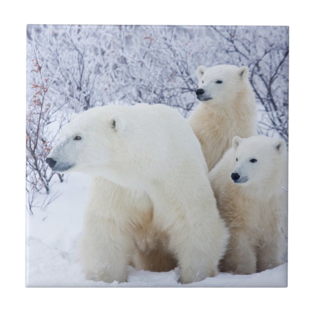 Carreau Ours polaires et deux oursons (Devant)