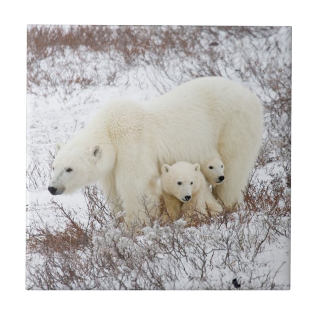Carreau Ours polaires femelle et deux oursons (Devant)