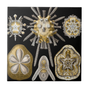 Carreau Oursins de mer antiques Dollars de sable par Ernst