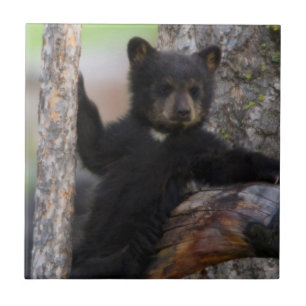 Carreau Oursons de l'ours noir se reposant