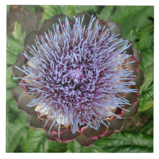 Carreau Ouvrez la fleur d'artichaut. Pourpre