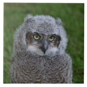 Carreau Owl_20180215_par_JAMFoto