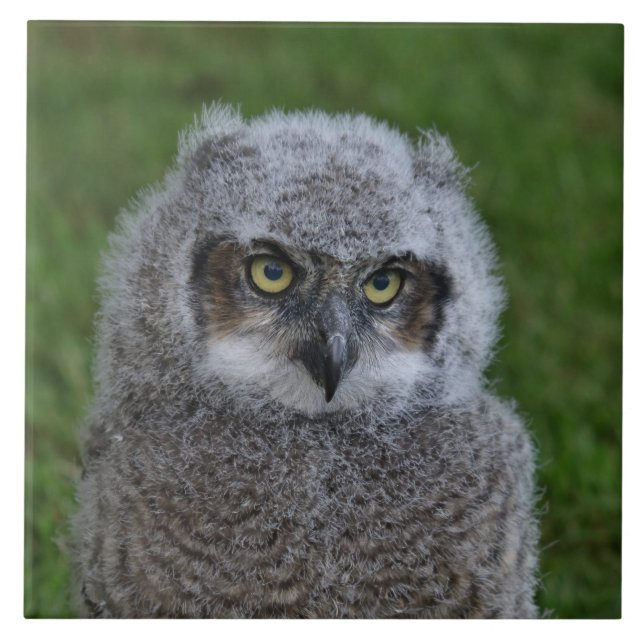 Carreau Owl_20180215_par_JAMFoto (Devant)