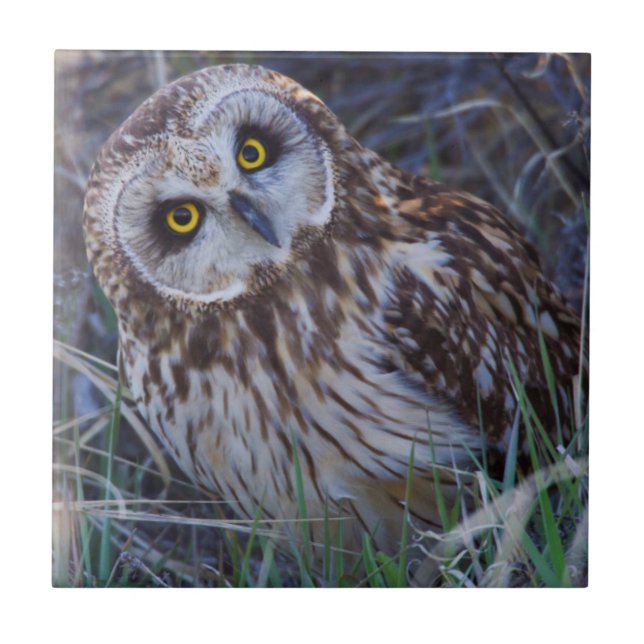 Carreau Owl short-eared (Devant)