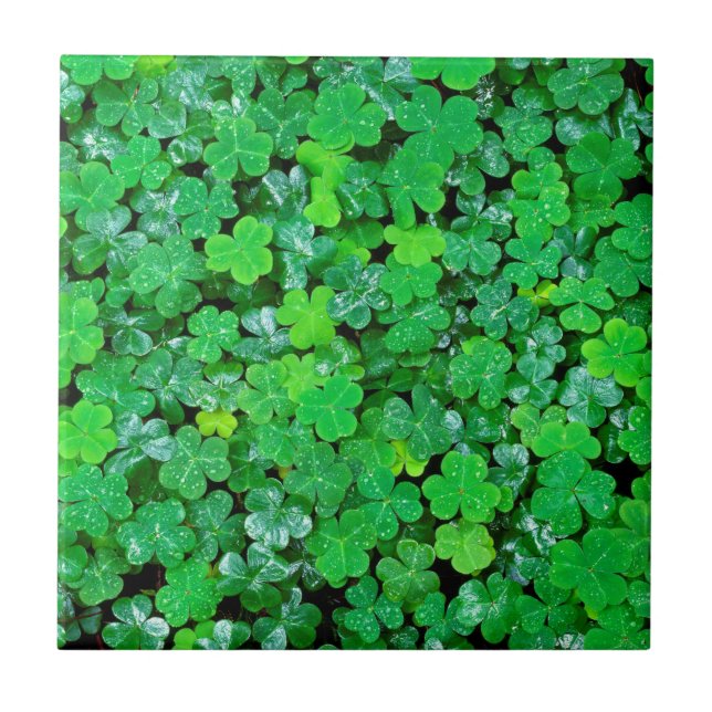 Carreau Oxalis des Bois au Printemps (Devant)