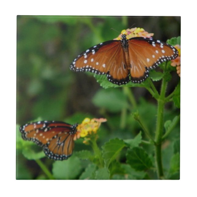 Carreau Paire de papillons royaux (Devant)
