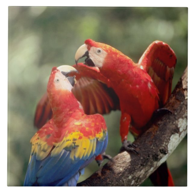 Carreau Paire de Scarlet Macaws (Devant)