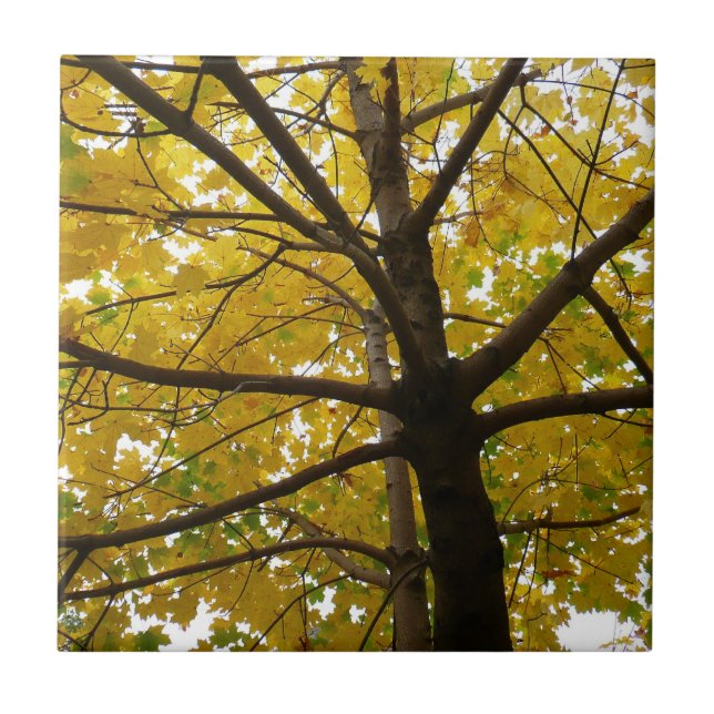 Carreau Paire d'érables jaunes Automne Nature (Devant)