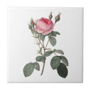 Carreau Pâlissez - la peinture vintage rose de roses