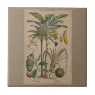 Carreau Palm Antique Fruit Tropical Art Botanique