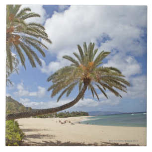 Carreau Palmier se penchant au-dessus du sable au coucher