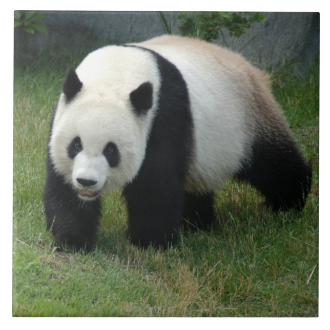 Carreau panda114 (Devant)