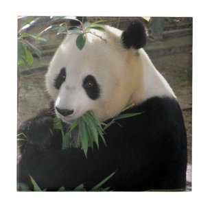 Carreau Panda Bear Hugs