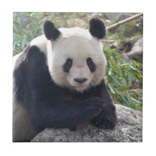 Carreau Panda Géant Amical